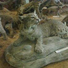 カナダオオヤマネコと表示されている。