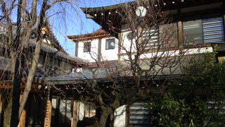 梅の花がほころび始めていました