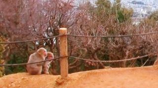 サルの群れがいます。