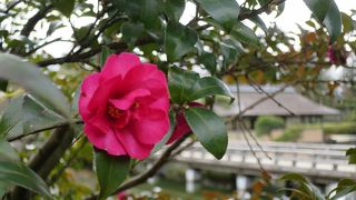 立春のころ、ツバキや梅の花