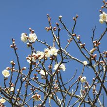 梅の花も咲き始めていました