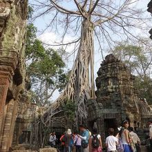 細かい根が遺跡に覆いかぶさる。