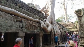 スポアンの根が遺跡を覆う