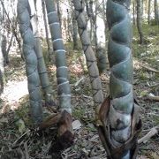 珍しい竹がたくさん