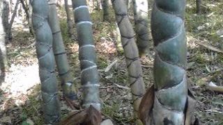 珍しい竹がたくさん