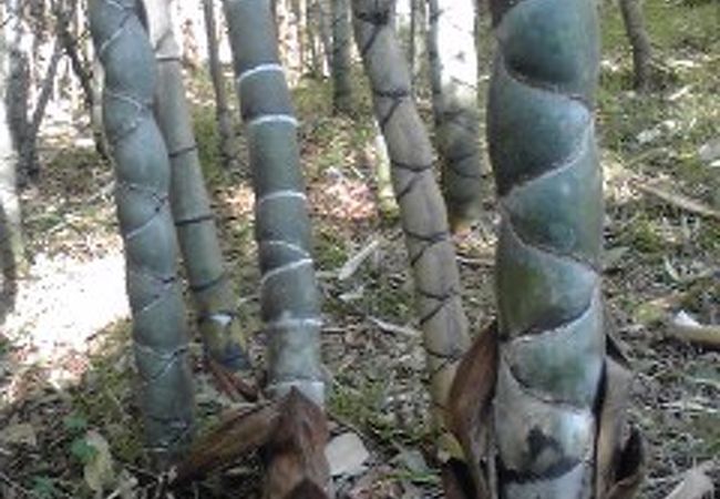 珍しい竹がたくさん