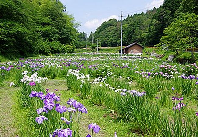 木間菖蒲園