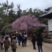 赤に広がる桃色の花