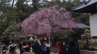 赤に広がる桃色の花