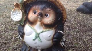 なんと屋上に狸がいました。