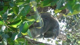 街中にあるこじんまりとした小さな動物園です。