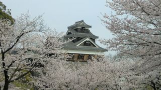 桜とお城は、やはり絵になります。