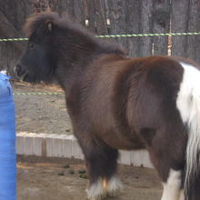 動物との距離も近く感じられます