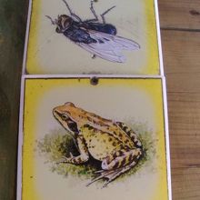 生きたカエルさんは見つけられませんでしたが・・・