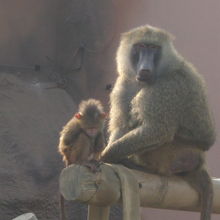お猿さんも見応えがあります