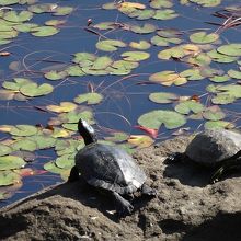 図書館のテラスから見える池