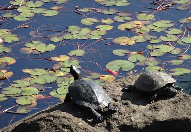 建物が素敵な図書館、前には大きな池があります