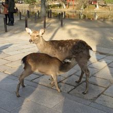 人と同じ様に鹿も歩いています