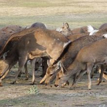 食事中もいます
