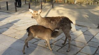 広大な芝生の公園 ♪