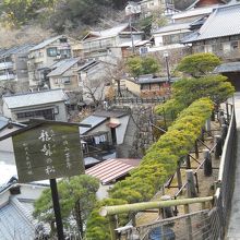 龍髯の松。一本の松で、横方向に長く伸びています