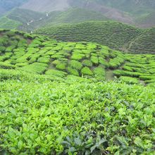 緑が鮮やかな茶畑
