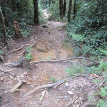 本格的な山道も