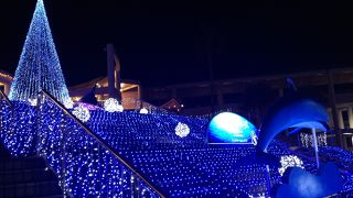 間近で見れる動物たちに感動！