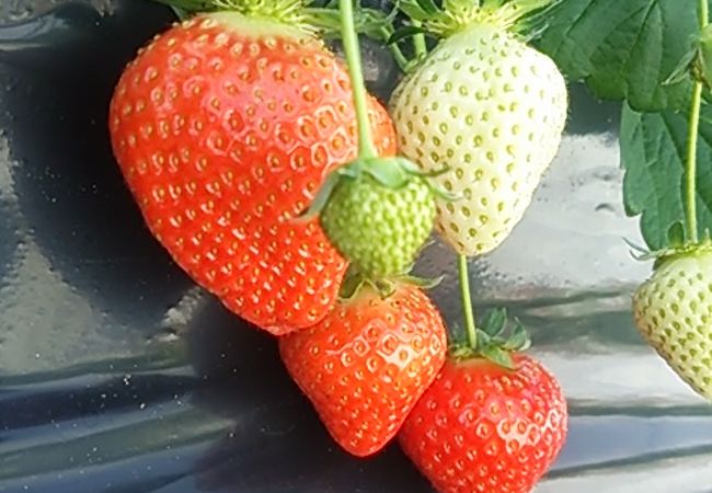 あすかいちご狩りパーク クチコミ アクセス 営業時間 飛鳥 フォートラベル あすかいちご狩りパーク クチコミ アクセス 営業時間 飛鳥 フォートラベル