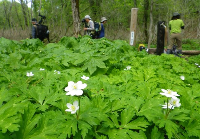 ６月初旬は花の宝庫！