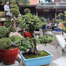 お寺にはりっぱな盆栽をよく見かけました