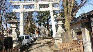 ご神木は大きなシイの木