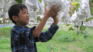 フルーツランド天野山