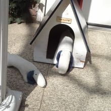 玄関脇には、ジェイクくんのおうちが！