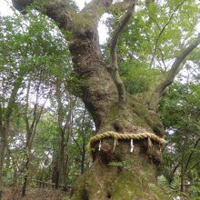 こころの小径にある大楠