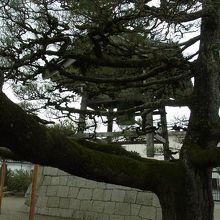 老松の木