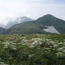 小屋周りは花畑です