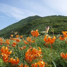 花がすごい