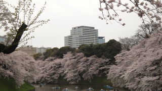 桜は最高