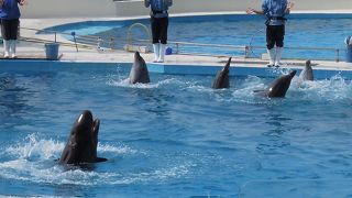 無料で楽しめる