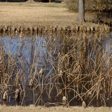 公園の蓮の池