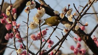 せたがや梅まつり開催中