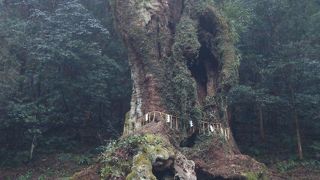 圧倒される大きさ！