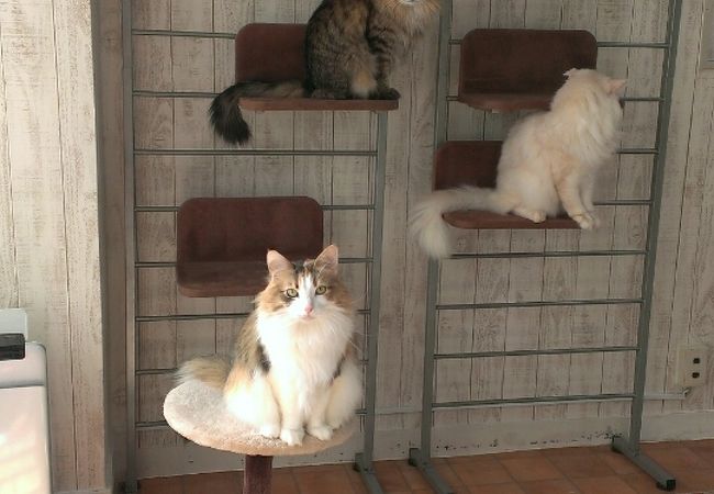 猫カフェ れおん クチコミ アクセス 営業時間 横浜 フォートラベル