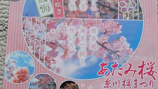 満開の熱海梅林