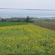 ヒマワリ畑と網走湖