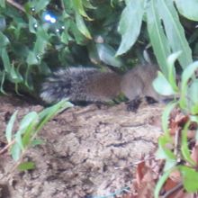 境内にはタイワンリスも生息します