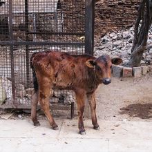 すぐそばで牛が飼われています