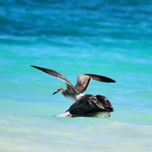 ペリカンとヨウガンカモメ