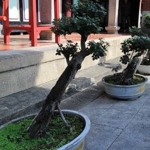 見事な盆栽、他でもみました